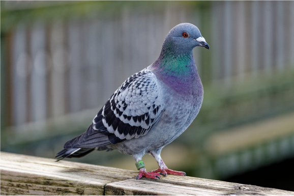 Vous devez acquérir des pigeons de votre région