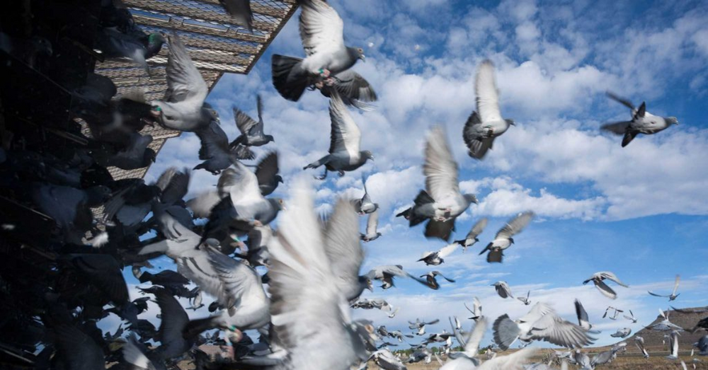Comment maintenir l'équilibre de nos pigeons ?