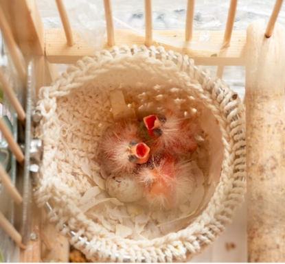 A core for healthy birds and successful breeding is formed by these four products: Lisocur +, Miobol, Roni, and Stopmite work together harmoniously, yielding rapid results. This synergistic approach significantly improves breeding outcomes and enhances bi