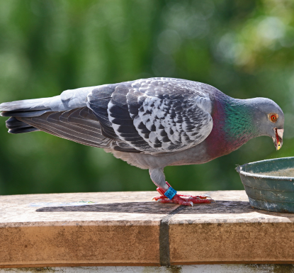 Roni… The Secret to Optimal Gut Management and Performance in Racing Pigeons