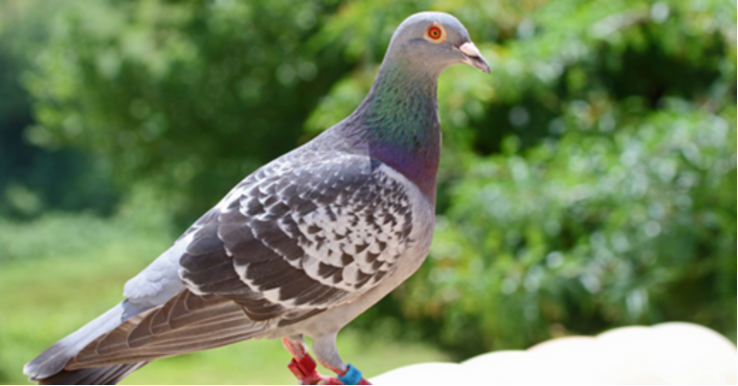 The LDHA gene and racing pigeon performance