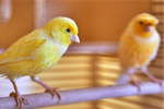 The impact of hormones on moulting